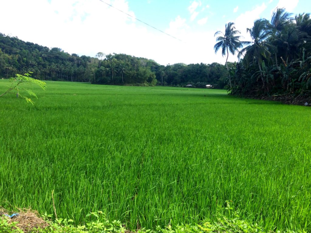 Riisipelto filippiineillä