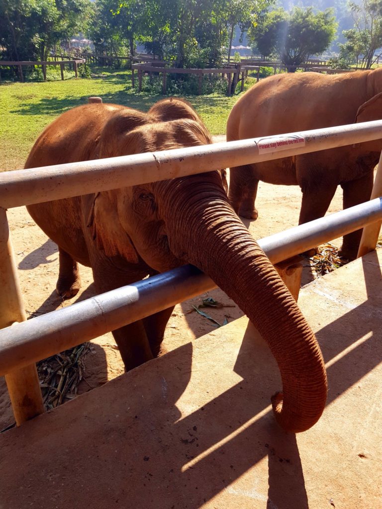 Chiang Mai elefantit