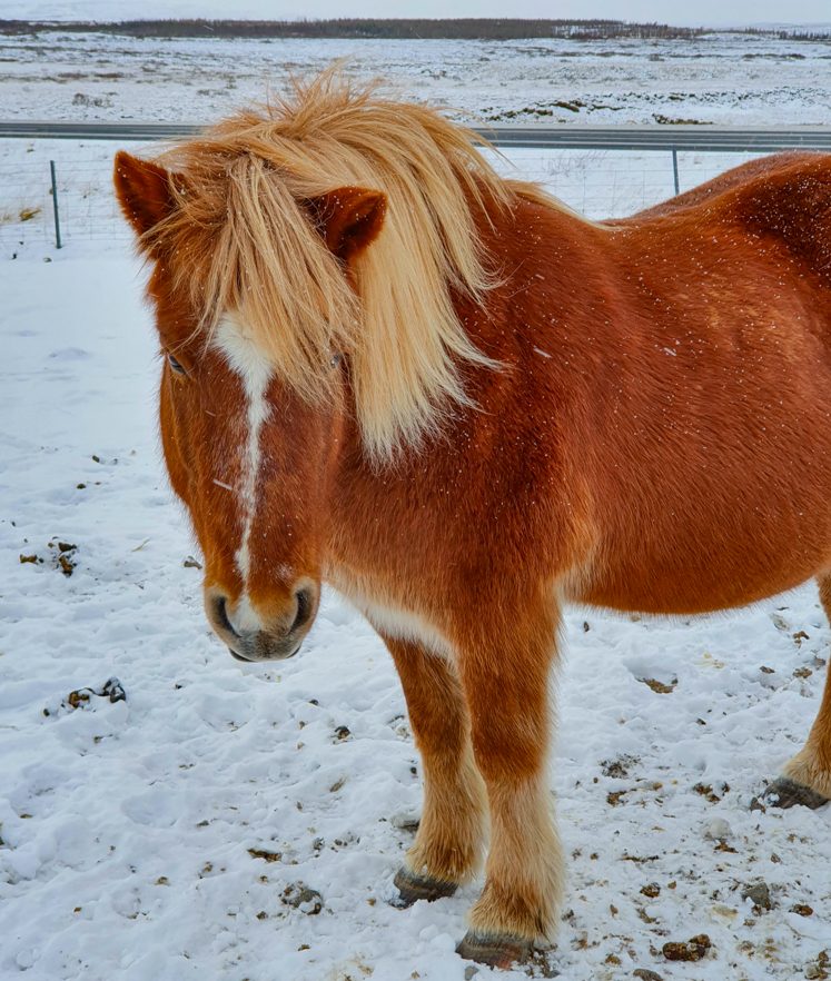 Islannin hevonen