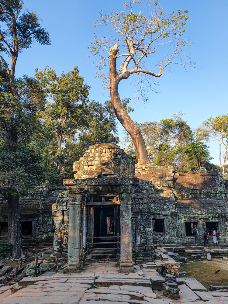 Puu temppelin päällä Angkor Watissa