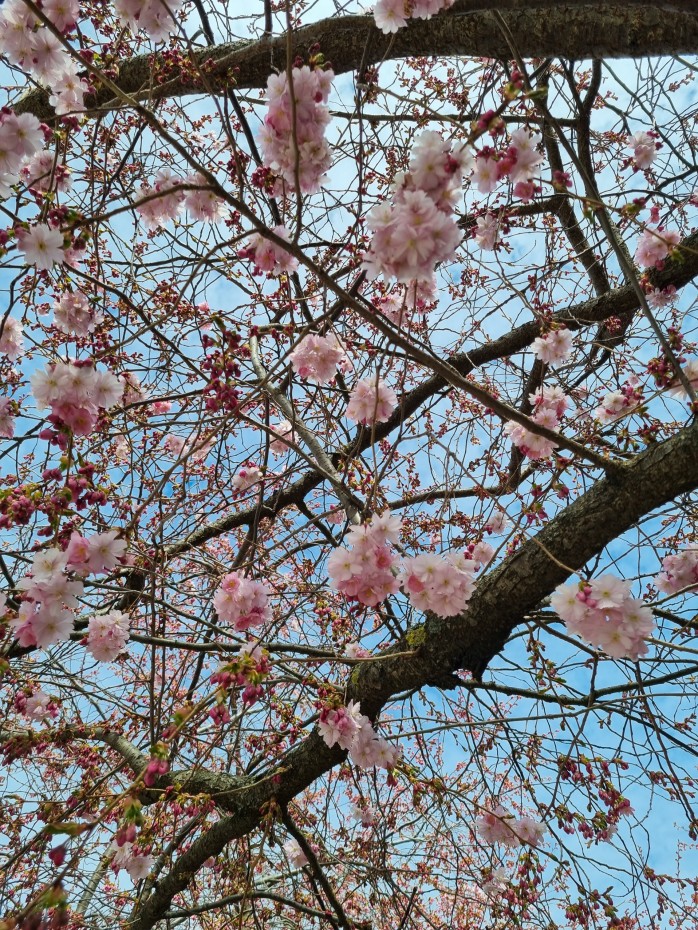 Kirsikkapuun kukinto