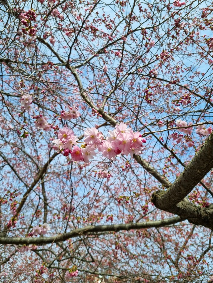 Kirsikkapuu Tukholma