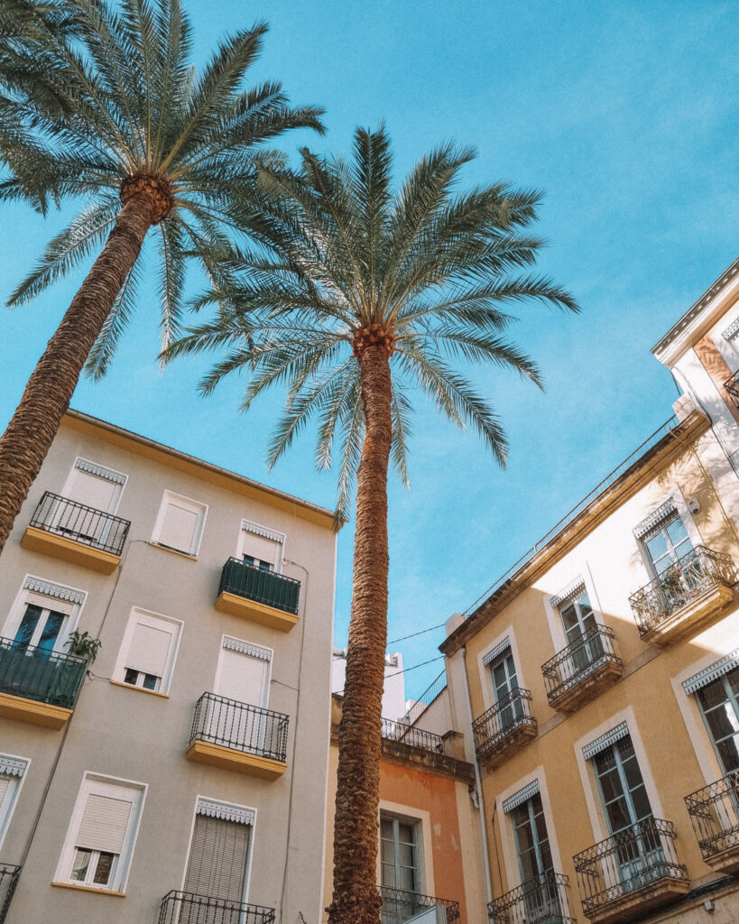 Palmupuut ja aukio Alicanten vanhassakaupungissa